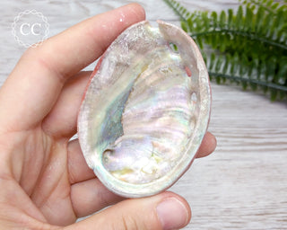 Abalone Shell