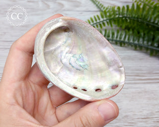Abalone Shell
