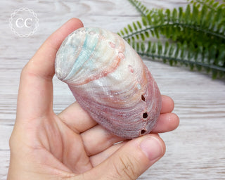 Abalone Shell