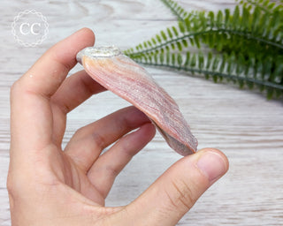 Abalone Shell