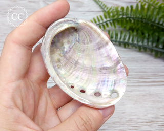 Abalone Shell in hand