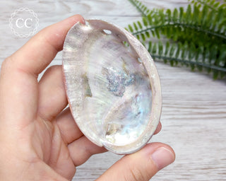 Abalone Shell
