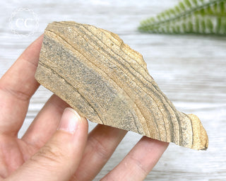 African Queen Picture Jasper - Namibia #3