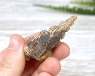 Agate Gastropod Shell Fossil #2