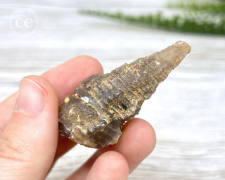 Agate Gastropod Shell Fossil #2