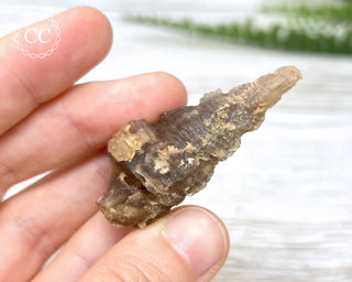 Agate Gastropod Shell Fossil #2