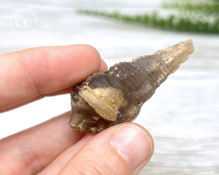 Agate Gastropod Shell Fossil #2