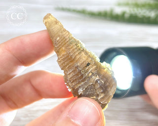 Agate Gastropod Shell Fossil #2