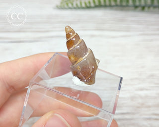 Agate Snail Shell Morocco
