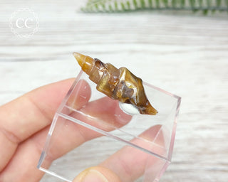 Agate Snail Shell Morocco