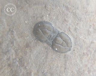 Trilobite on Shale - Utah #1