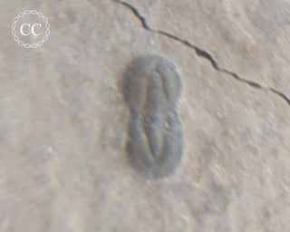 Trilobite on Shale - Utah #1