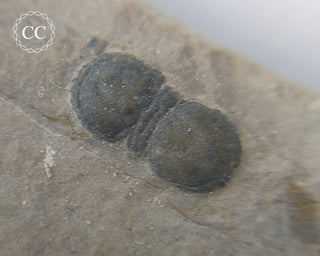 Trilobite on Shale - Utah #2