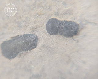 Trilobite on Shale - Utah #3