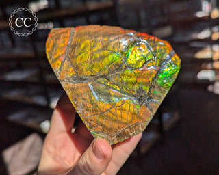 Korite Ammolite #2