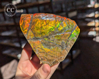 Korite Ammolite #2
