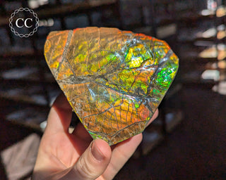 Korite Ammolite #2