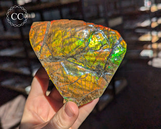 Korite Ammolite #2