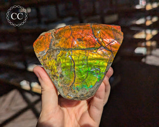 Korite Ammolite #2