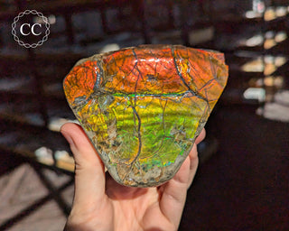 Korite Ammolite #2