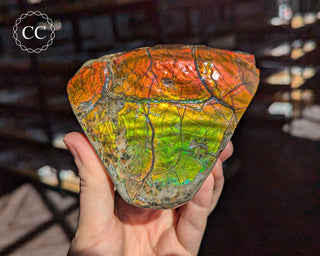 Korite Ammolite #2