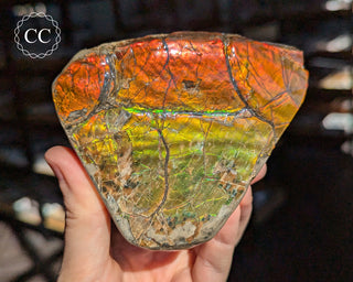 Korite Ammolite #2