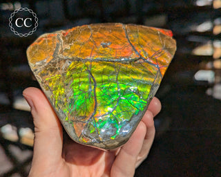 Korite Ammolite #2
