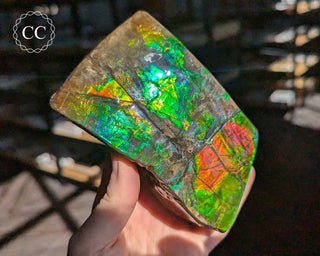 Korite Ammolite #1