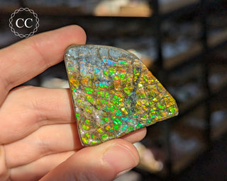 Korite Ammolite #5