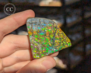 Korite Ammolite #5