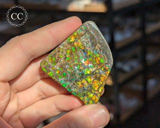Korite Ammolite #5
