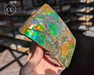 Korite Ammolite #1