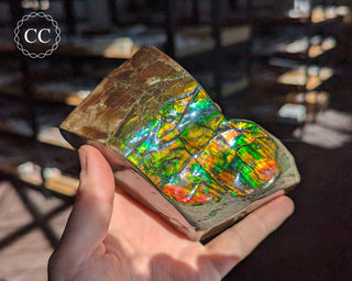 Korite Ammolite #1