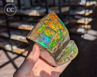 Korite Ammolite #1