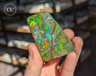 Korite Ammolite #11