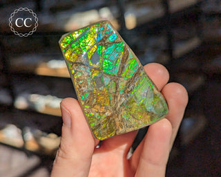 Korite Ammolite #11