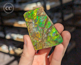 Korite Ammolite #11