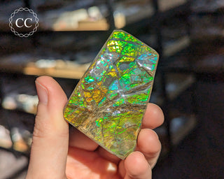 Korite Ammolite #11