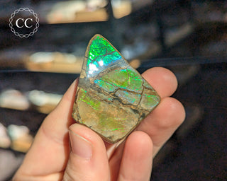 Korite Ammolite #14