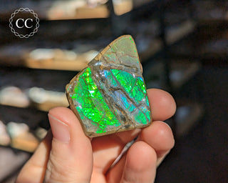 Korite Ammolite #14