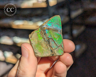 Korite Ammolite #14