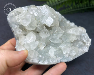 Apophyllite Cluster #4