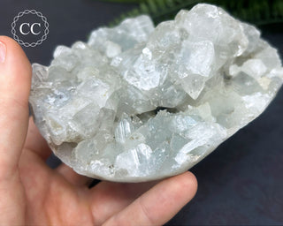 Apophyllite Cluster #4