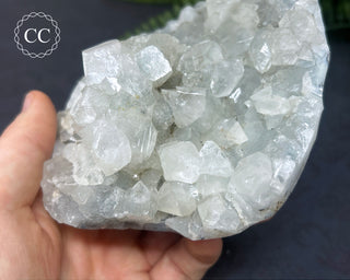 Apophyllite Cluster #4