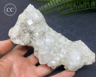 Apophyllite Cluster #6