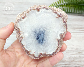 Argentina Agate Geode Slice #4