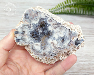 Argentina Agate Geode Slice #5