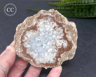 Argentinian Agate Slice #1