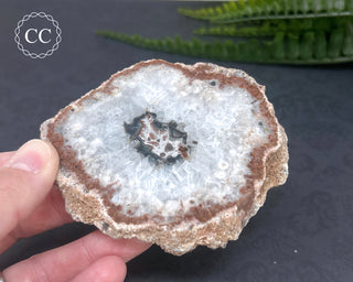 Argentinian Agate Slice #1