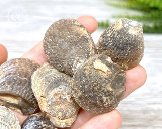 Chalcedony Oyster Shell Fossil